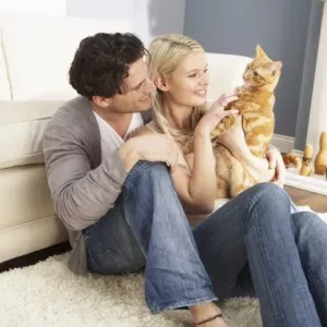 Як містити в квартирі кошеня або дорослого кота: правила утримання котів вдома